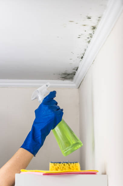 Trusted Rosedale, LA Mold Remediation Experts